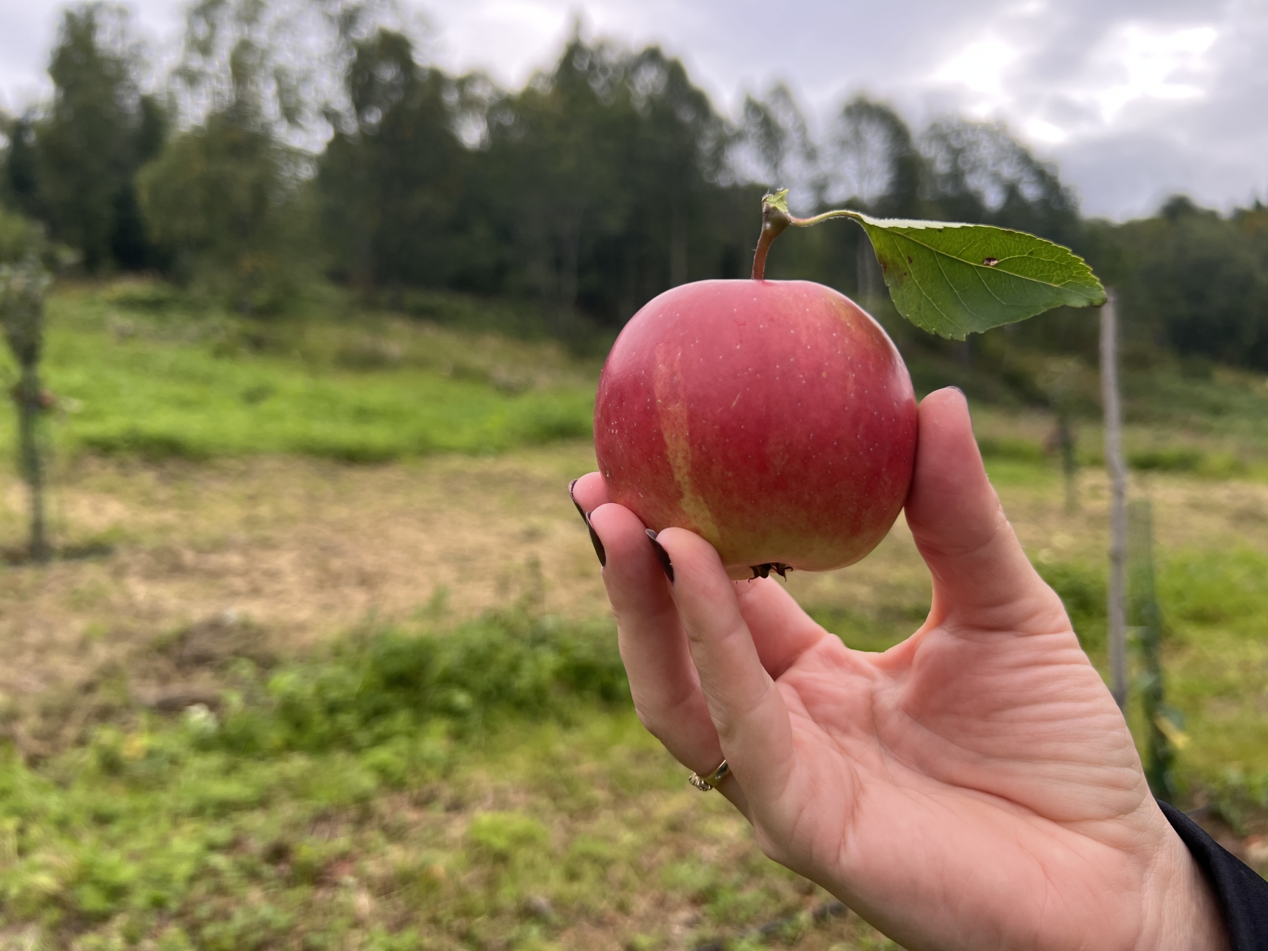 Hånd som holder et eple.