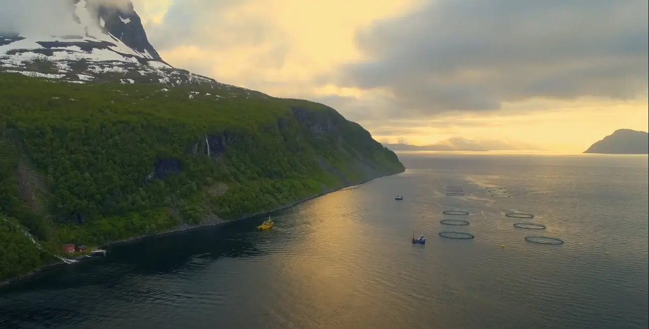 Dronefoto av merder i havet