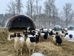 Flokk med sauer i innhegning